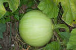 Field pumpkin